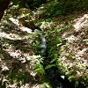 Plants: image 93 Of 208 Thumb